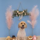 해피독쌤 이미지