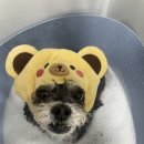 무거동 강아지 미용실 이미지