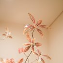 트리옹프닥터의원 이미지