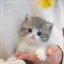 울산고양이분양 모나미네코 울산본점 | 해운대고양이분양 모나미네코 본점 믿음직한 후기