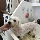 위드 더 독 이미지