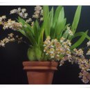 환타지아 이미지