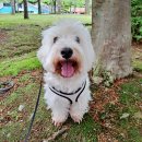 펫테리 | 추천 펫보험, 강아지보험, 애견보험 [라이펫 펫보험]내돈내산 추천후기