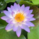 시암퍼플 1-한대수련-Siam Purple1-Nymphaea Siam Purple 1 이미지