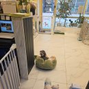 맘스펫 다산애견미용 호텔 분양 | 다산애견호텔 맘스펫 [다산애견미용 호텔 가위컷] 미용 싫어하는 푸들도 편하게 맡기고 다녀왔어요