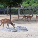 꽃사슴