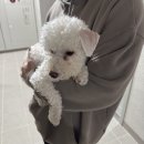 부림약국 | 부산 서면 성형외과 뒤밑트임 재수술 후기뿅