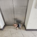 아르떼퍼피 이미지