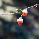 성불나라 이미지