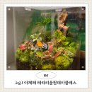[시민제안강의] 나의 미니 정원 테라리움 만들기 | 부산 영도원데이클래스 테라리움원데이클래스 agt 아제떼