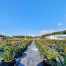 룰루베리팜 이미지