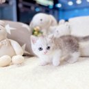 해피캣타운 고양이강아지 서울충무로점 | 광진구고양이분양 예쁜 냥이가 많은곳~(feat.건대,성수동)