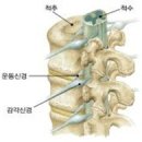 척추장애등급 이미지
