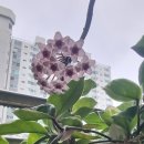호야 티스토리