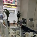 쌀롱 드 빼로 이미지