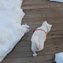 속초 애견펜션 양양 해피 플레이스 이미지