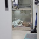 율하 위드동물병원 이미지