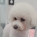 DOG 깨비 이미지