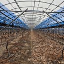 경남가축개량소 | 샤인머스캣 포도 시설하우스 올바른 퇴비 사용방법, 사용목적 | 계분? 돈분? 우분?