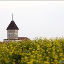 유채꽃향기처럼 이미지