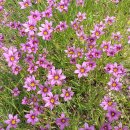 하늘아래첫집 이미지