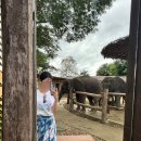 Good25 | for the good times / 한국인들 많이 없던 치앙마이 코끼리 카페 후기 (사진 O)