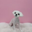 더(The)예쁘개 이미지