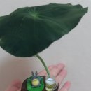 베타상회