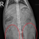 목련동물병원 이미지