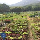 룸비니농장 이미지