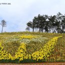 선도수선화 이미지