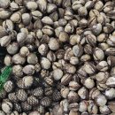 벌교엔마트 이미지