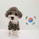 내 강아지의 봄 일산애견유치원&애견호텔 이미지
