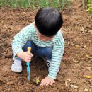 오늘은 4월5일 식목일🌳 이미지