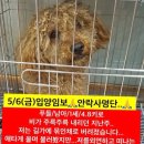 🆘 [5/6금 안락사]유기견 라떼 임보/입양자님 구하긔🆘 이미지