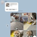 초아 - 해운대구 양운로80번길 12 | 의정부 가정집 펫호텔링 후기｜초아와 함께한 1박 2일 홈케어