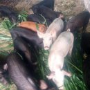 정영호농장 이미지