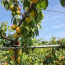 버드네농장 이미지