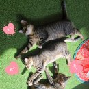 냥이 많은 식탁 이미지