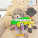 푸댕 | 대구애견동반카페 , 푸댕 @ 강아지수제간식도 있따규