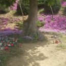 동산잔디 이미지