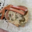 수호성횟집 | 경북 울진 수호성횟집 죽변항 상차림비 없는 대게 맛집 내돈내산 후기
