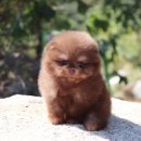 러블릿캔넬 이미지