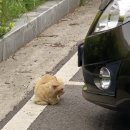 구례읍 북문 | 구례맛집/구례 북문 토종흑돼지♥/구례 흑돼지 삼겹살 맛집 추천*,*!