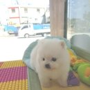 블루독 애견샵 이미지