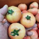 [ 도매-초특가 ] 완숙 토마토 무료배송 // 햇사과 아오리(썸머킹) 9.5키로 무료배송 이미지