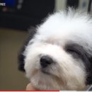 미용할개 이미지