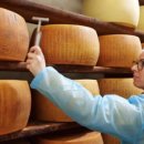 소떼농장 이미지