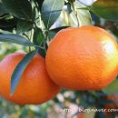 금호키토산 이미지