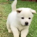 애완강아지 이미지